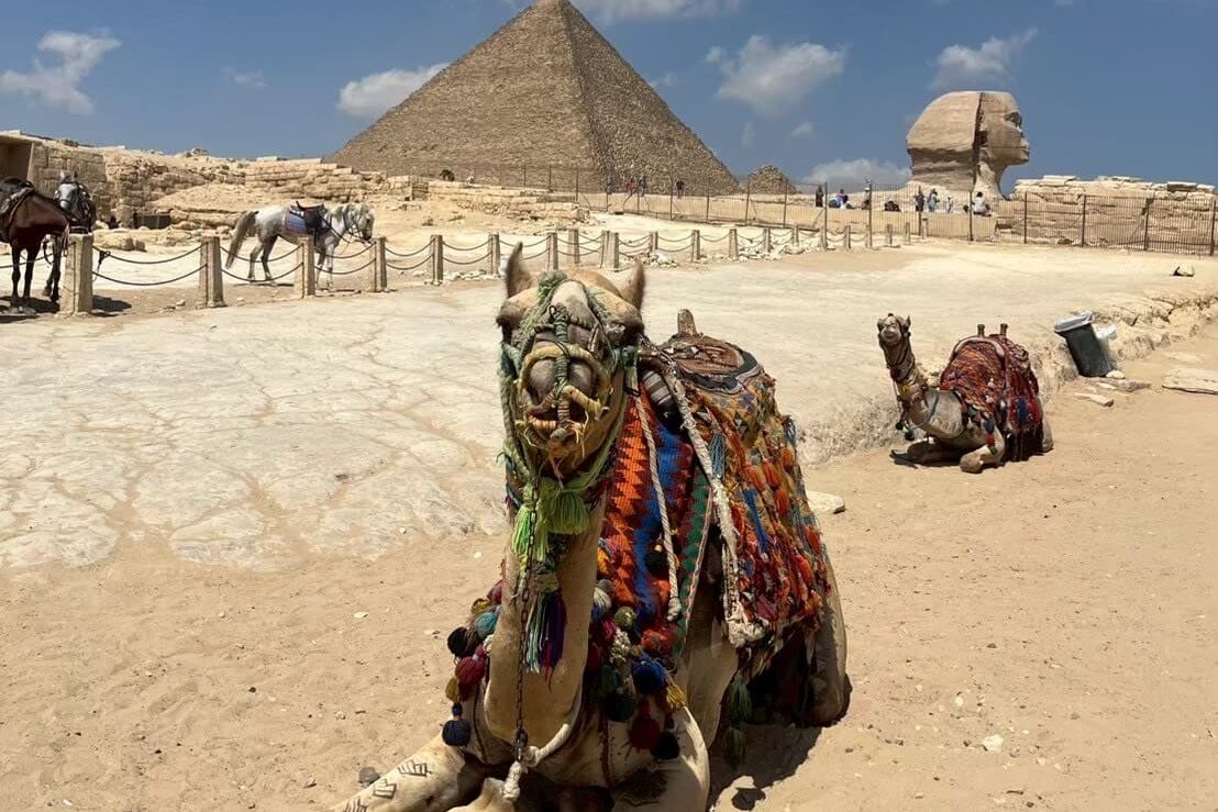 エジプトのラクダ
