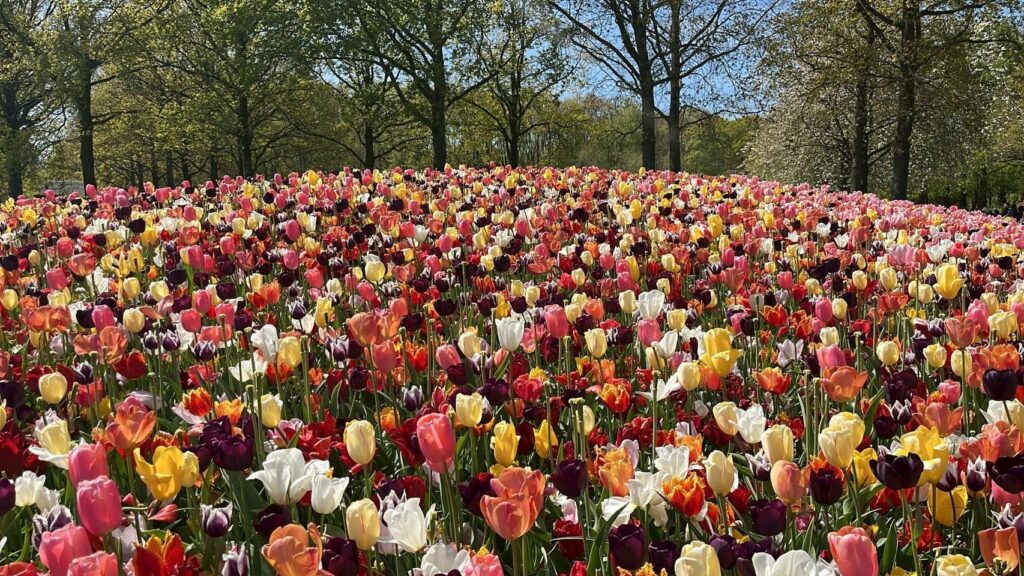 キューケンホフ公園のチューリップ